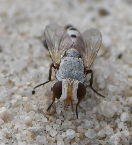 Craticulina sp.